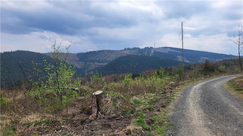 Waldlichtung mit Baumstümpfen und einem geschwungenen Schotterweg vor bewaldeten Hügeln unter bewölktem Himmel