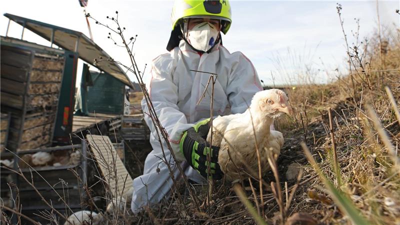 Gerettet: Feuerwehrmann Dustin fängt ein Huhn am Fahrbahnrand der A36 ein. Ein mit 5000 Hühnern beladener Lkw war auf der Autobahn zwischen Quedlinburg und Thale verunglückt.