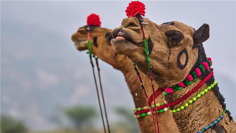 Geschmückte Kamele auf dem jährlichen Viehmarkt in Pushkar, im westindischen Bundesstaat Rajasthan in Indien.
