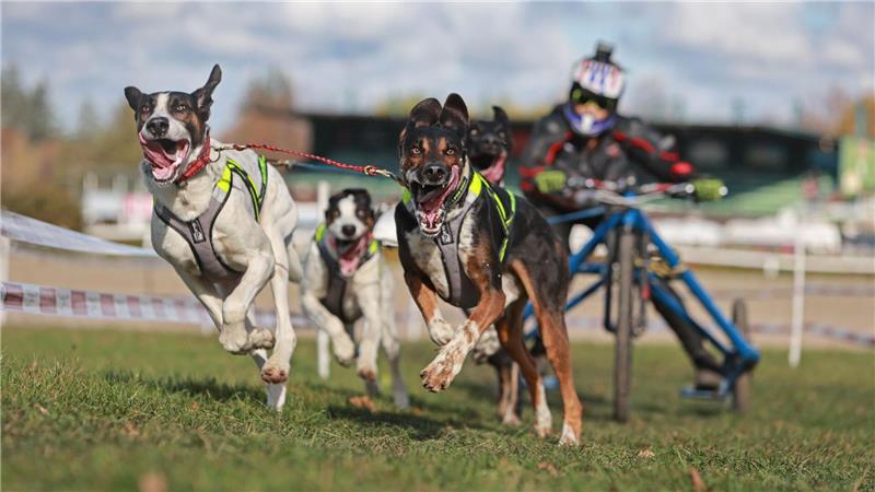 Schlittenhunderennen Harzer Luchstrail gestartet Gespanne mit bis zu acht Hunden gingen bei den Rennen in Bad Harzburg an den Start.