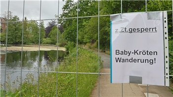 Absperrgitter mit einem Schild, auf dem 'z. Zt. gesperrt Baby-Kröten Wanderung!' steht, vor einem Teich und einem Weg in einer grünen Parklandschaft.