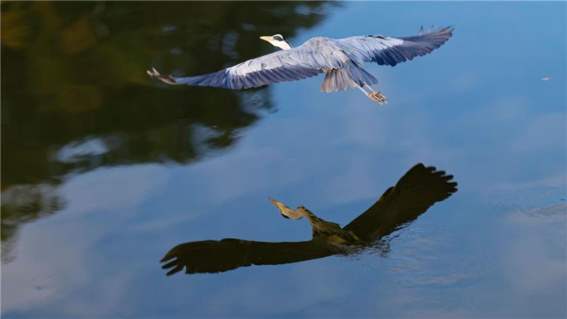 Bilder des Tages Gespiegelt: Ein Reiher fliegt am Neckarufer und spiegelt sich im Wasser.