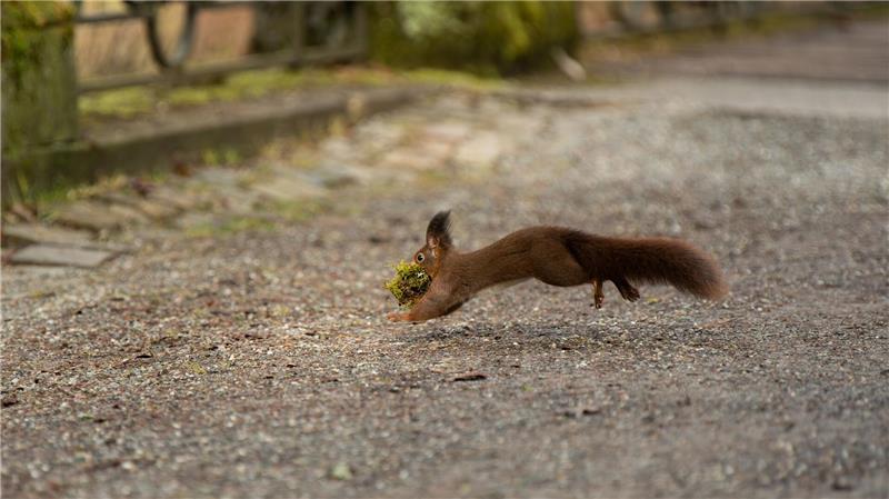 Gesunde junge Wildtiere sollten bei ihren Eltern gelassen werden, auch wenn diese gerade nicht in der Nähe sind. (Symbolbild)