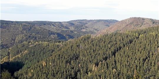 Gesunder Wald in verschiedenen Grün- und Brauntönen findet sich derzeit noch zwischen Lautenthal und Wolfshagen. Foto: Jambrek