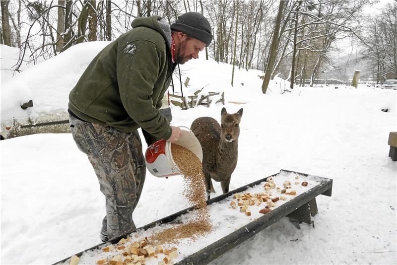 Im Wildgehege Bad Harzburg muss kein Tier hungern oder frieren Getreide fürs Sika-Wild, einen Ballen Heu für die Ziegen: Norman Breustedt (großes Foto) und sein Vater Karl-Heinz betreiben und betreuen als Pächter das Wildgehege und sorgen gerade im Winter dafür, dass alle Bewohner immer genug auf den Tisch bekommen. Allerdings darf auch sonst jeder die Tiere füttern – es muss nur das Richtige sein. Entsprechende Hinweisschilder sind am Gehege aufgestellt. Fotos: Schlegel
