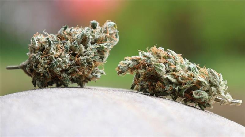 Cannabis-Importe im Jahr 2024 sprunghaft angestiegen Getrocknete Cannabis-Blüten. (Archivbild)