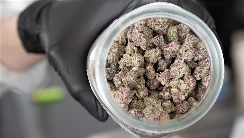 Goslarer Drogenberatung sorgt sich um junge Cannabis-Konsumenten Getrocknete Cannabis-Blüten hat ein Mitarbeiter des „Cannabis Social Club Rhoihesse“ in ein Glas gefüllt. (Symbolfoto)