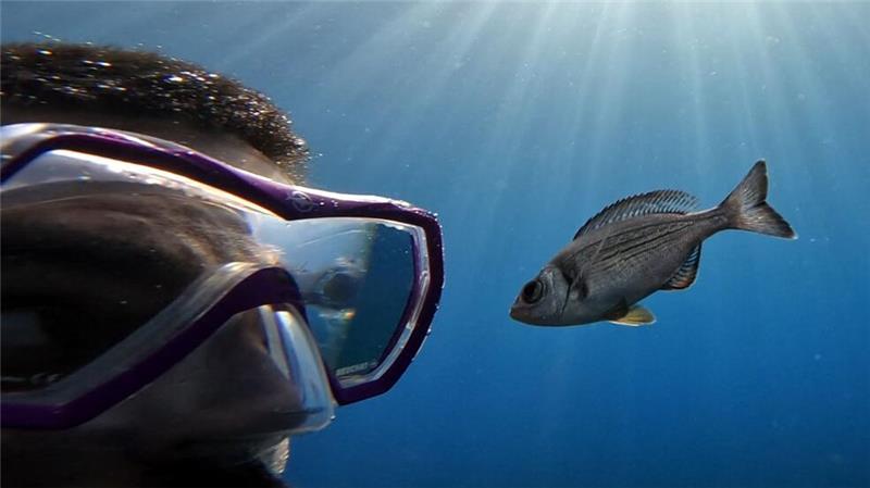 Gibt es Leckereien zu holen, folgen manche Fische Tauchern hartnäckig. 