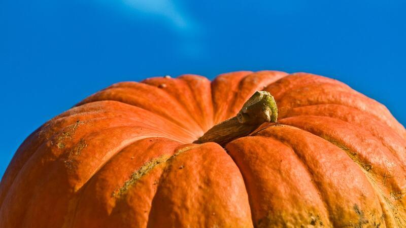 Gesunde Riesenfrucht: Die 10 wichtigsten Dinge über Kürbis Gigantische Rekordmeister: Manche Kürbisse räumen sogar Preise ab.