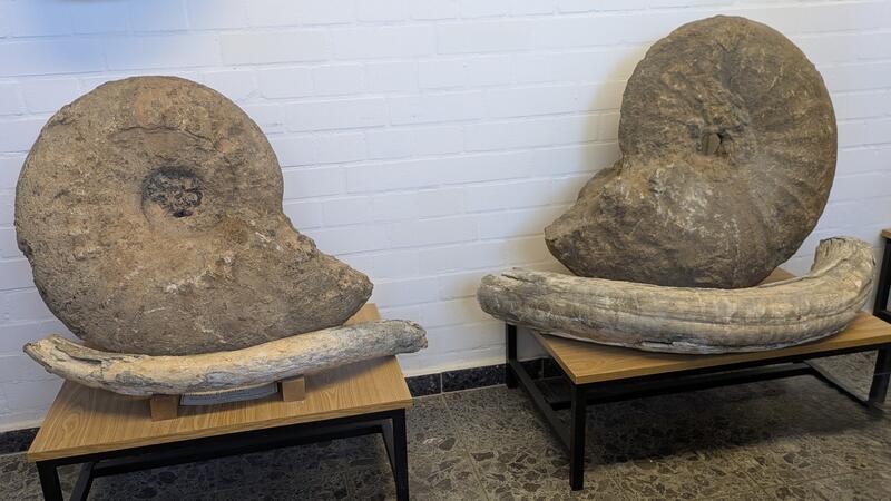 Das bleibt vom ehemaligen Geologie-Institut der TU Clausthal Gigantische fossile Ammoniten und Mammutzähne, aber auch deutlich ältere Fossilien und Gesteine sind im ehemaligen Institut ausgestellt.