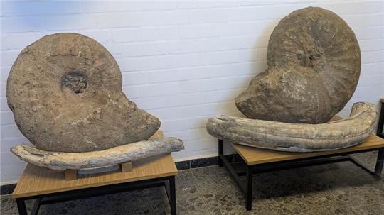 Gigantische fossile Ammoniten und Mammutzähne, aber auch deutlich ältere Fossilien und Gesteine sind im ehemaligen Institut ausgestellt.
