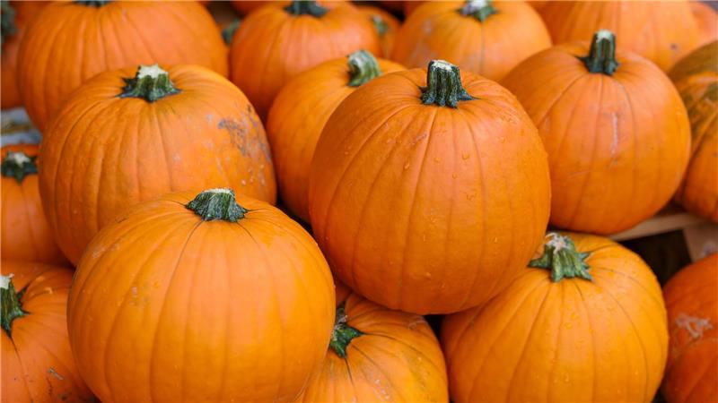 Kürbis-Boom: Pumpkin ist populär Gilt als der beliebteste Kürbis: Hokkaido. (Archivbild)