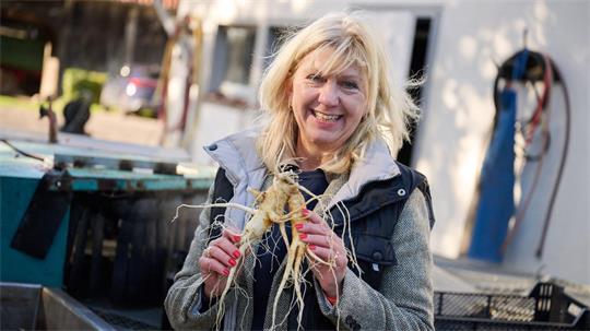 Ginseng-Wurzeln haben oft eine seltsame Form.