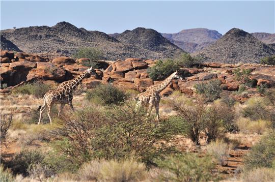 Giraffen durchstreifen einen Nationalpark. Ein Kleinkind ist in einem Wildtierpark in Südafrika von einer Giraffe totgetrampelt worden, die Mutter des Kindes wurde schwer verletzt.