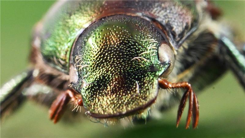 Glänzender Schädling: ein präparierter Japankäfer.  Der aus Asien stammende Japankäfer kann in der Landwirtschaft besonders starke Schäden verursachen.