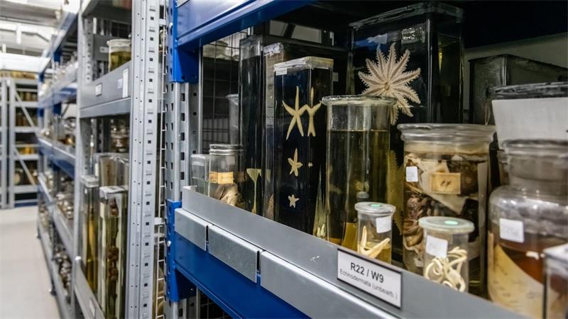 Die ersten und letzten ihrer Art - Kronjuwelen im Museum Gläser mit Reptilien in allen möglichen Größen und Formen stehen in der Sammlung.