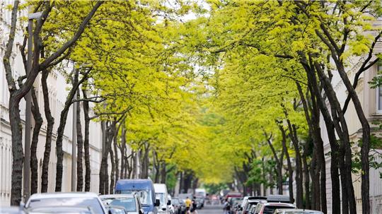 Gleditschien zählen zu den „Klimabäumen“- sie können auch Hitze in der Stadt vertragen.