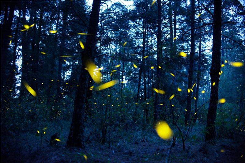 Hellere Nächte, schwindendes Glühwürmchenleuchten Glühwürmchen senden in der Paarungszeit Leuchtsignale.