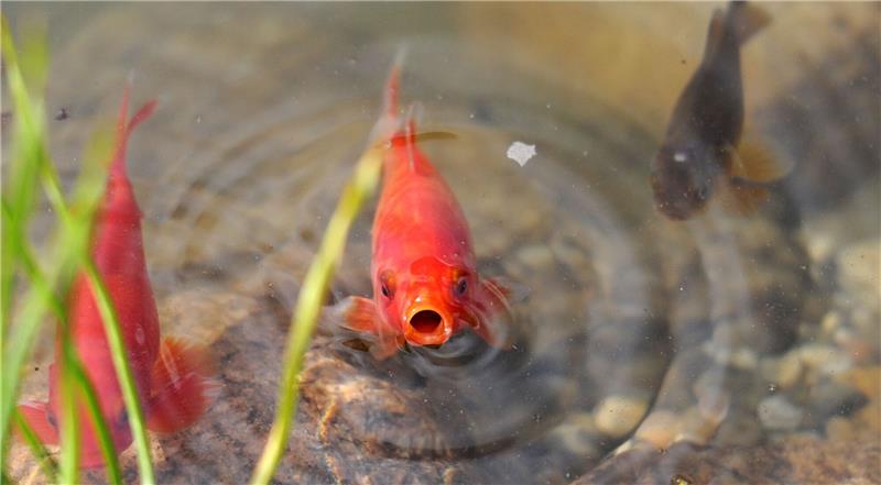 80 gestohlene Goldfische zurück im heimischen Gartenteich Goldfische werden oft als Haustiere im Teich gehalten.