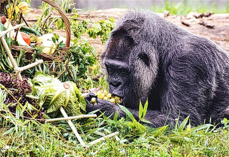 Gorilla-Dame Fatou feiert 67. Geburtstag im Berliner Zoo Gorilla Fatou feiert ihren 67. Geburtstag im Zoo Berlin.