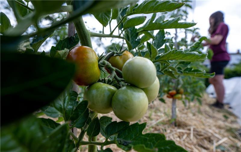 Goslar: Grünen-Gruppe fordert öffentliche Gärten Goslar. Die Inflation steigt stark an und gerade im Bereich der Lebensmittel trifft es die Bevölkerung besonders hart. Grünen-Ratsfrau Anke Berkes erklärt: „Die Möglichkeiten einer Kommune sind sehr beschränkt, um den Bewohnerinnen und Bewohnern zu helfen, aber mit dem Urban Gardening können wir einen Beitrag leisten.“ Foto: dpa