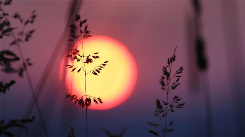 Bilder des Tages Gräser stehen auf einer Wiese, über der die Sonne aufgeht.