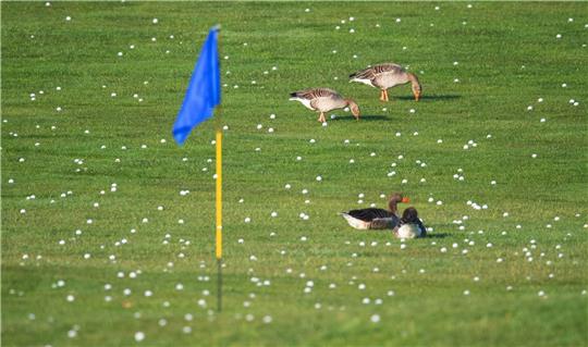 Graugänse zwischen vielen Golfbällen auf einem Golfplatz in Niedersachsen.