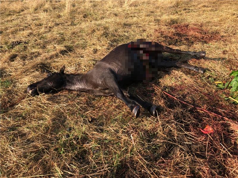 Pony bei Peine gerissen – wohl von einem Wolf Grausige Entdeckung auf einer Pferdekoppel nahe Peine: Ein totes Pony auf einer Weide bei Klein Blumenhagen. Alles deutet auf einen Wolfsriss in der Nacht zu Donnerstag hin. Zuletzt hatte es in Peine 2020 einen Angriff von einem Wolf auf ein Pferd gegeben. Foto: Bettina Stenftenagel / BZV