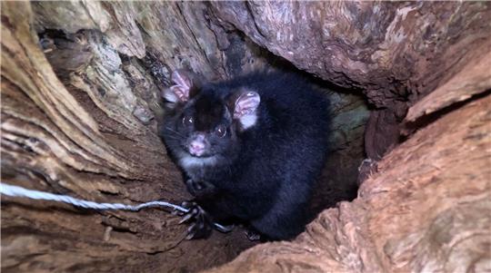 «Greater Gliders» gehören zu den am stärksten bedrohten Säugetieren der Welt.