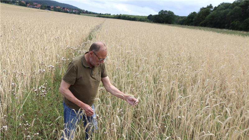 Griff ins GZ-Archiv: Bio-Landwirt Detlef Vollheyde spaziert auf seinem Roggenfeld bei Weddingen. Links zu sehen ist herkömmlicher Roggen, rechts Lichtkornroggen, eine Rückzüchtung aus alten Sorten mit hellem, mildem Korn, das sich gut für helle Backwaren eignet und eine gute Alternative zu Weizen ist.
