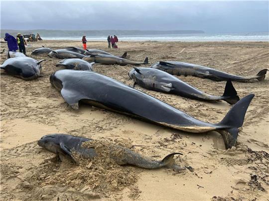 Grindwale an einem Strand auf der Isle of Lewis im Nordwesten Schottlands.