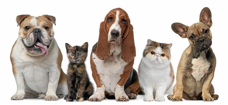 Endlich gesunde Hunde: Die Verantwortung von Züchtern und Käufern Große Augen, rundes Gesicht oder kurze Beine: Heute sind fast alle Rassetiere Qualzuchten. Die Käufer fordern die niedlichen Erscheinungsbilder, die Züchter setzen sie um. Jetzt gilt es aber, die Probleme zu beheben. Nur wie?