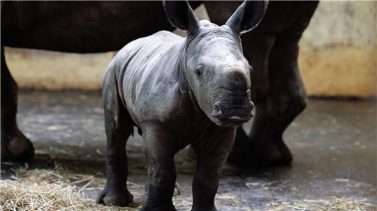 Große Ohren und ein (noch) kleines Horn, so präsentiert sich das in der vergangenen Woche geborene Nashornkalb Liam im Zoo Osnabrück. 