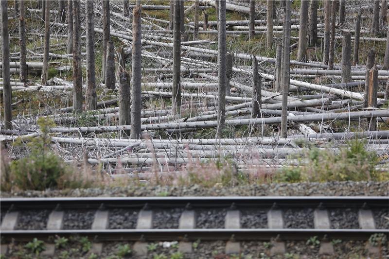 Große Teile des Harzer Waldes sind abgestorben oder liegen bereits brach. Foto: Bein