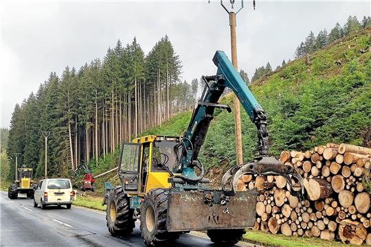 Großflächig werden die Fichten aus dem Waldstück entnommen. Baumstämme und Reisig liegen am Fahrbahnrand zur Abholung bereit. Foto: Dell‘Aquila