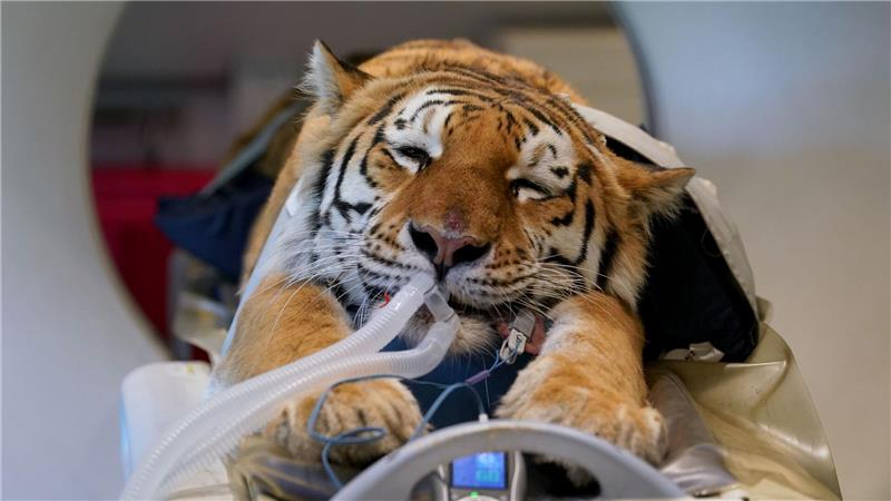 Bilder des Tages Großkatze Luca im CT.