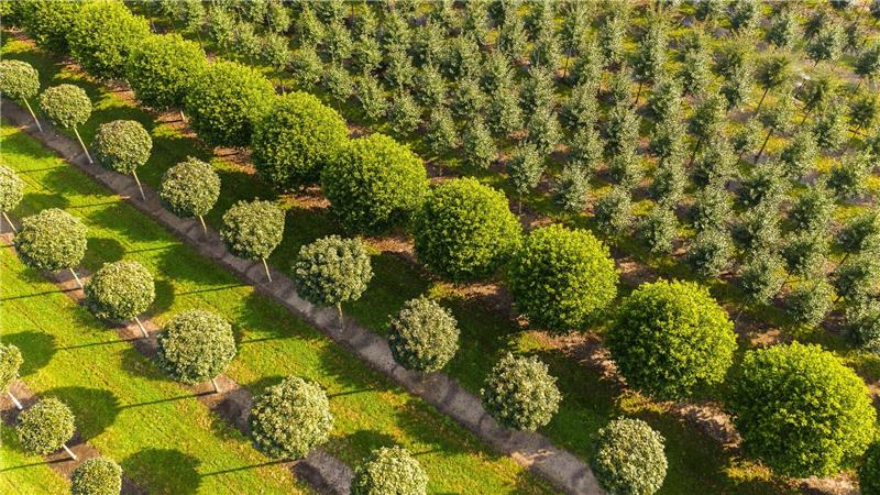 Niedersachsen hat die meisten Baumschulen Grün, grüner, Niedersachsen: Nirgendwo sonst in Deutschland erstrecken sich so viele Baumschulflächen. (Archivbild)
