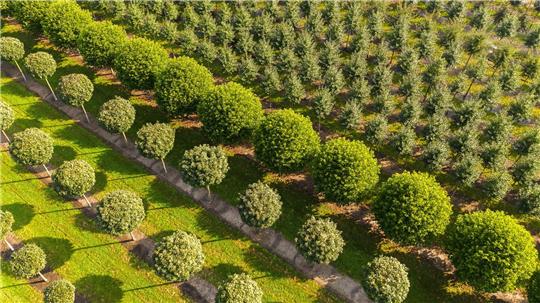 Grün, grüner, Niedersachsen: Nirgendwo sonst in Deutschland erstrecken sich so viele Baumschulflächen. (Archivbild)