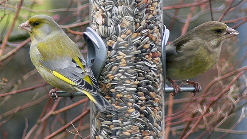 zwei Vögel am Futterhaus 