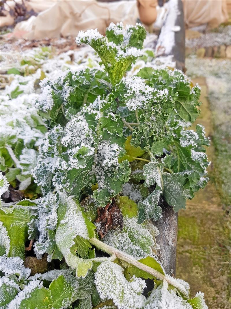 Spätsommer bringt endlich die ersehnte Wärme Grünkohl kann im Winter draußen bleiben. Geerntet wird an frostfreien Tagen.