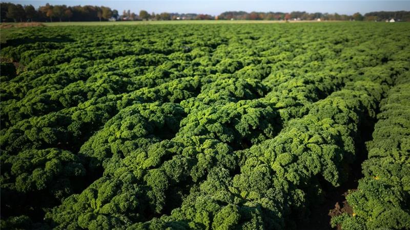 Gute Prognose für Grünkohlernte in Niedersachsen Grünkohl wird noch bis Februar geerntet.