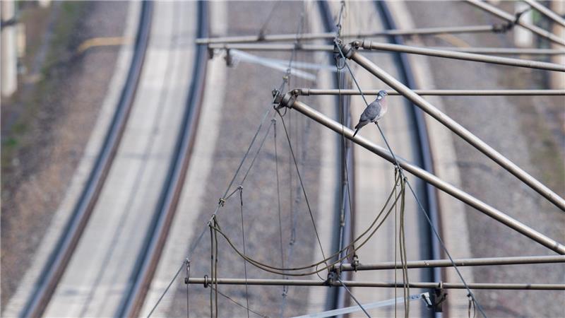 Grund für die Evakuierung war eine heruntergerissene Oberleitung. (Symbolbild)