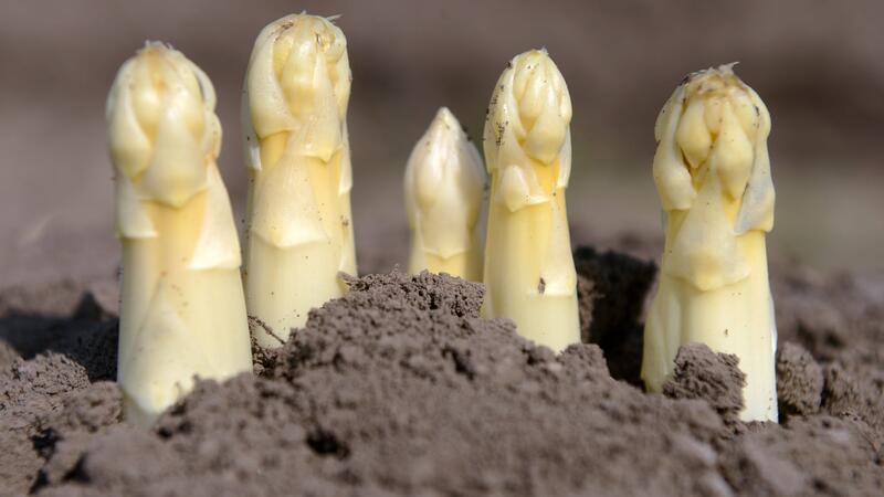 So bauen Sie Spargel im Garten selber an Günstige Alternative: Der Spargel-Anbau gelingt auch im eigenen Garten.
