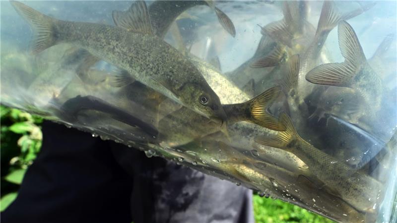 Bilder des Tages Guido Weltrich vom Fischereiverein Saalfeld-Süd trägt einen Behälter mit kleinen Barben zur Saale.