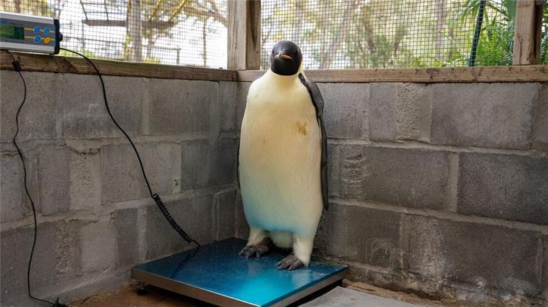 In Australien gestrandeter Kaiserpinguin wieder in Freiheit Gus wurde regelmäßig gewogen, um seine Fortschritte zu überprüfen - und nahm 3,5 Kilo zu (Handout).