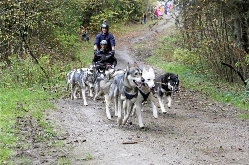 Gute Abstimmung: Zwölf Hunde zählt am Wochenende das größte Gespann, das gerade in den engen Kurven viel Zusammenarbeit zwischen Hund und Mensch benötigt.
