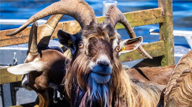 Ziegen als Landschaftspfleger auf der Vogelinsel Walfisch Gute Stimmung an Bord: Den Ziegen scheint die Überfahrt vom Festland zur Vogelschutzinsel Walfisch nichts auszumachen.