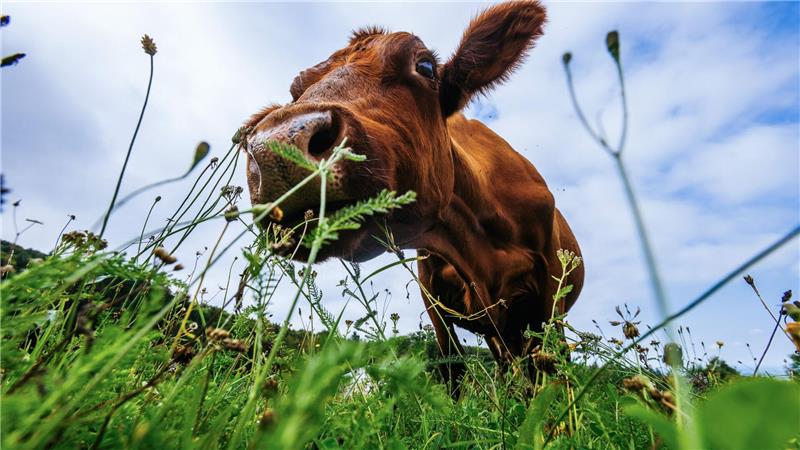 Bilder des Tages Guten Appetit! Eine Kuh grast auf einer Wiese in Baden-Württemberg.
