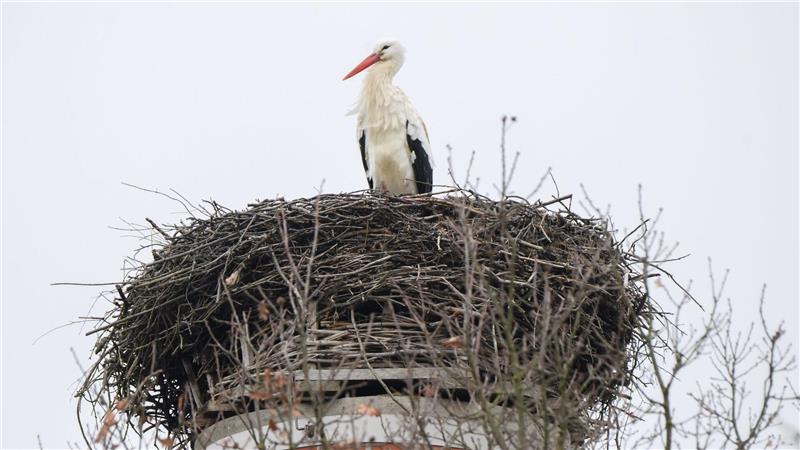 Hält Storch „Fridolin“ Ausschau nach seiner langjährigen Partnerin „Mai“? 