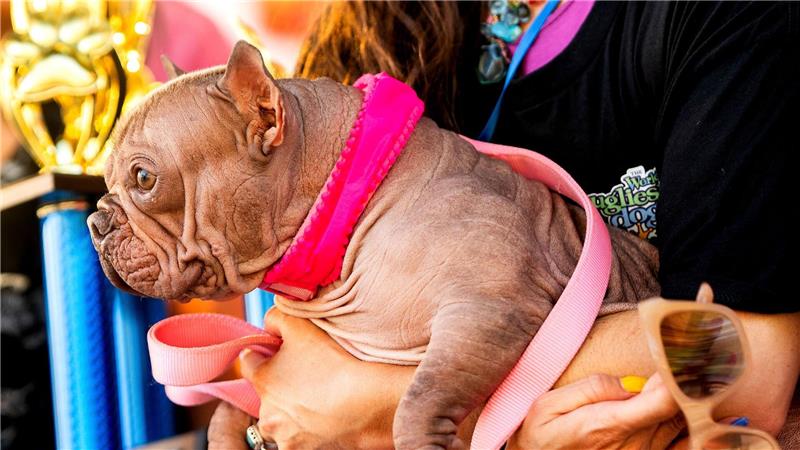 Haarlose Petunia ist „hässlichster Hund der Welt“ Hässlicher geht’s nicht, befanden die Juroren - und kürten Petunia zur Siegerin.